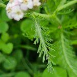 Achillea × roseoalba 葉