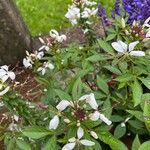 Cleome gynandra Flor