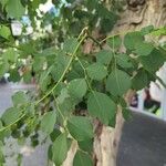 Dalbergia sissoo 葉