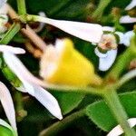 Chamaesyce hypericifolia Плод