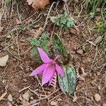 Erythronium dens-canisFuelha