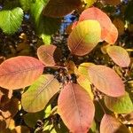 Cotinus coggygria Leaf