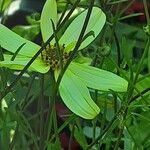 Coreopsis verticillata Flower