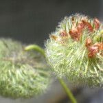 Trifolium globosum