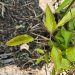 Clematis crispa Blatt