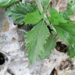 Artemisia suksdorfii Leaf