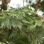 Pentaclethra eetveldeana Leaf