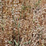 Eriogonum roseum Habitat