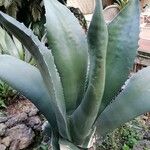 Agave salmiana Blatt