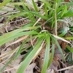 Carex sylvatica Blatt