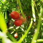 Asparagus aethiopicus Fruit