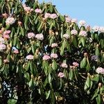 Rhododendron pudorosum Hábito