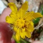 Hieracium villosum 花