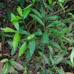 Garcinia intermedia Leaf