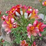 Alstroemeria aureaFlor