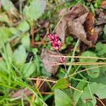 Polygonum persicariaFlower