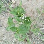 Spigelia anthelmia Leht