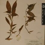 Strobilanthes pentastemonoides Іншае