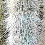 Cleistocactus hyalacanthus Liść