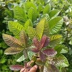 Vitex madiensis Folha