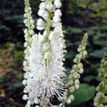 Actaea elata Flower