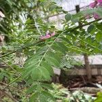 Indigofera tinctoria 葉