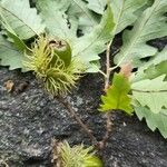 Quercus cerris Fruit