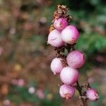 Symphoricarpos orbiculatus Fruto