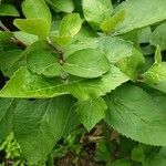 Viburnum carlesii Leaf