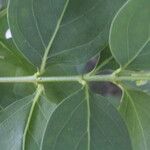 Chiococca alba Yaprak