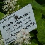 Tiarella cordifolia Egyéb