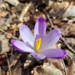 Crocus heuffelianus Çiçek