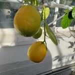 Citrus assamensis 果實