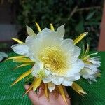 Hylocereus undatus Flower