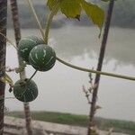 Diplocyclos palmatus Fruit