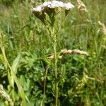 Achillea roseo-alba Άλλα