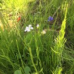 Gypsophila elegansКвітка