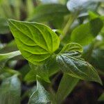 Capsicum frutescens Blatt