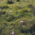 Crocus ligusticus Іншае