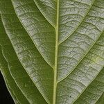 Prionostemma asperum Leaf