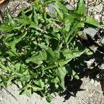 Heliopsis helianthoides Blatt