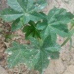 Ricinus communisপাতা