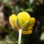 Ranunculus ollissiponensis Flower