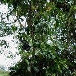 Psychotria panamensis Tabia
