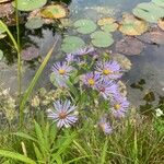 Symphyotrichum puniceum Flower