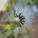 Senecio viscosus Vrucht