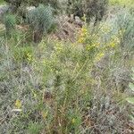 Ulex parviflorus موطن