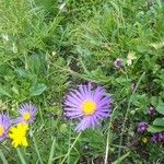 Aster alpinusFlower