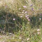 Armeria canescens आदत