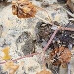 Trifolium campestre Frugt
